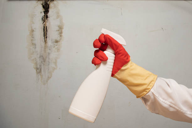 The Importance of Eliminating Mold with AtomesBio for Your Health